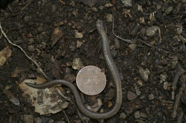 Comment choisir entre les casques VR Oculus Rift S et HTC Vive Cosmos pour une expérience immersive ?